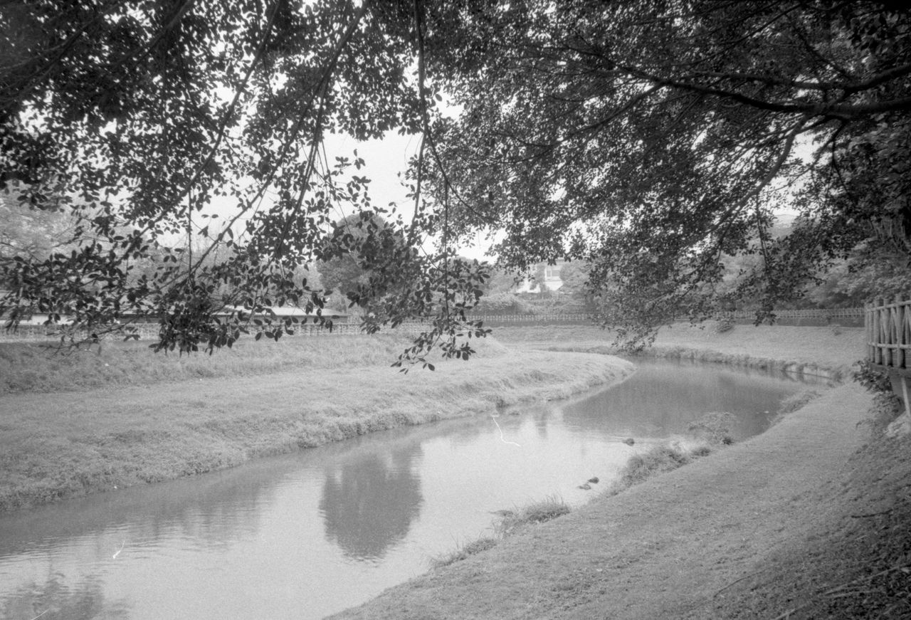 tree, plant, water, black and white, nature, tranquility, beauty in nature, monochrome photography, day, scenics - nature, tranquil scene, monochrome, river, no people, land, growth, reflection, outdoors, environment, sky, winter, landscape, non-urban scene, snow, morning