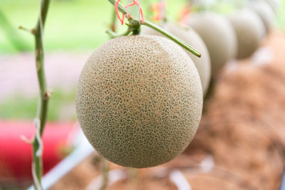 Close-up of muskmelon hanging outdoors