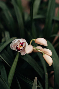 White wild orchids growing in the greenhouse, natural exotic floral background