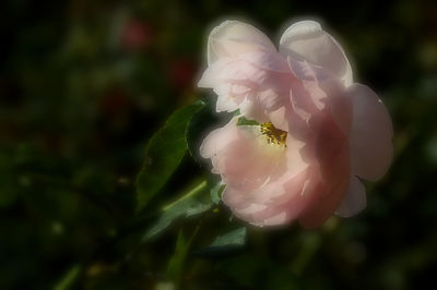 Close-up of insect on flower