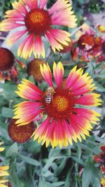 Close-up of bee on flower