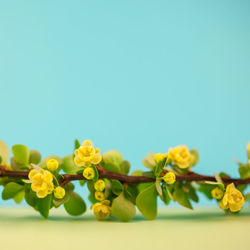 Close-up of yellow flowering plant against clear blue sky