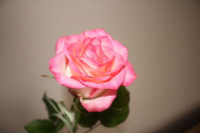 Close-up of pink rose