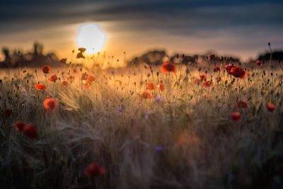 Close-up of poppy field against sky during sunset