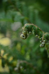 Close-up of plant