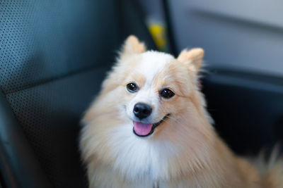 Close-up portrait of dog