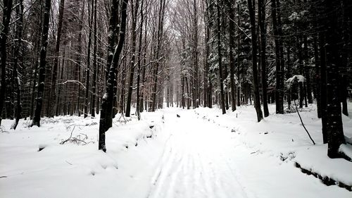 Trees on snow covered field in forest