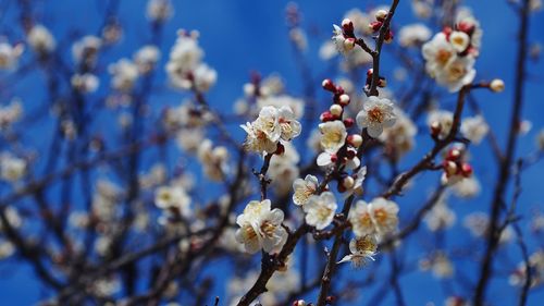 Low angle view of flowers blooming on tree