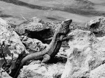 View of lizard on rock