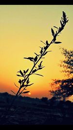 Bare trees at sunset