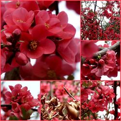 Close-up of pink flowering plants