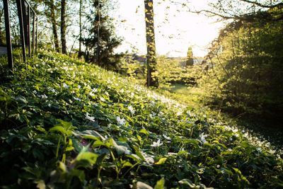 Plants growing in forest