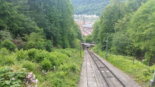 Railroad tracks in forest