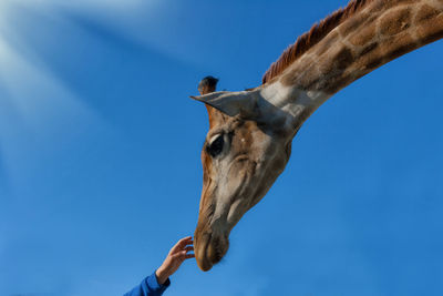 Low angle view of horse against clear blue sky