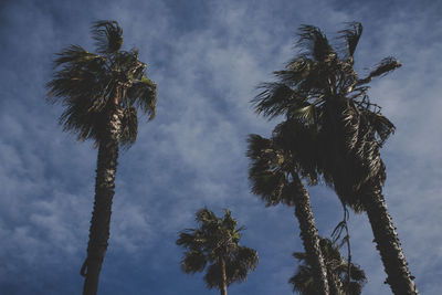 Low angle view of palm trees against sky