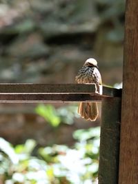 animal themes