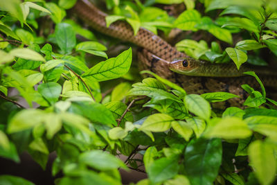 Close-up of a lizard on tree