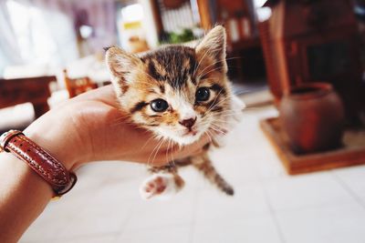Close-up portrait of cat