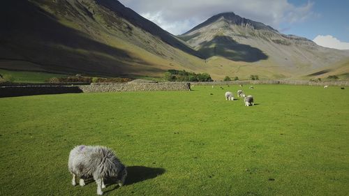 Sheep in a field