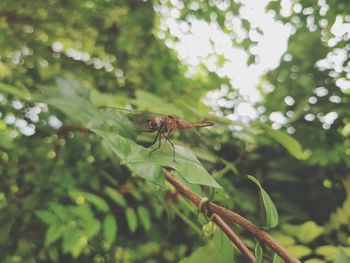 Close-up of insect on plant