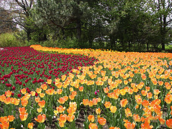 Scenic view of red tulip flowers in park