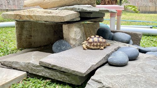 View of a turtle on rock