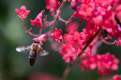 Close-up of bee pollinating on pink flower