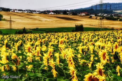 Scenic view of sunflower field against sky