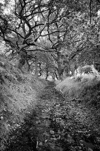 Bare trees on landscape