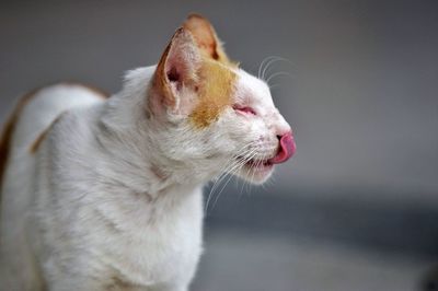 Close-up of cat looking away