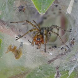 Close-up of spider