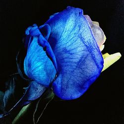 Close-up of fresh blue rose blooming against black background