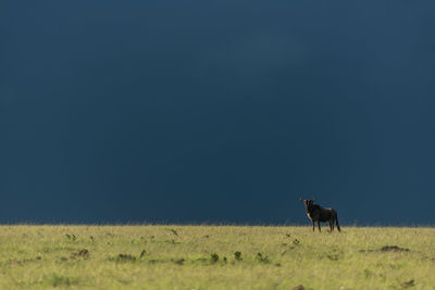 Blue wildebeest stands on horizon under stormclouds