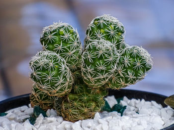 Close-up of cactus plant