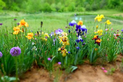 Purple cosmos flowers blooming in field