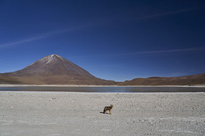 Andean fox in front of laguna verde, at high altitude in the arid landscape altiplano