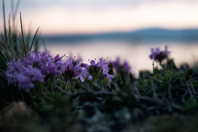 Close-up of purple crocus flowers on field against sky
