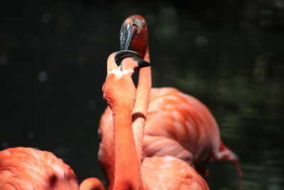 Close-up of flamingoes