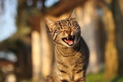 Close-up of cat yawning