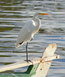 Crane perching on boat at lake