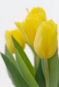 Close-up of yellow tulip