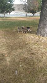 Dogs on grass against trees