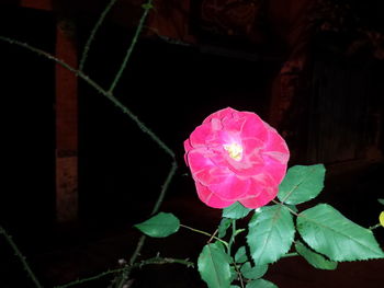 Close-up of pink flower