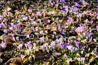 Close-up of purple crocus flowers in field