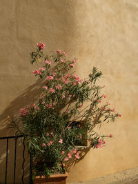 Close-up of pink flowering plant against wall