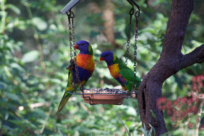 Rainbow lorikeets perching on feeder