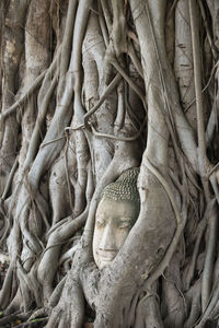 Buddha carved on banyan tree