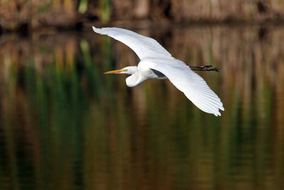 Close-up of egret flying over lake