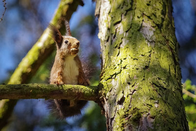 Low angle view of monkey on tree