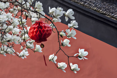 Close-up of white roses